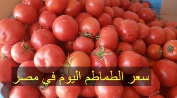 الطماطم اتجننت تاني.. هبوط صاروخي في سعر القوطة اليوم | شوف كيلو الطماطم بكام