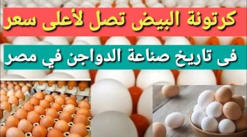 الثروة الداجنة للمصريين قبل عودة المدارس: أسعار البيض في الزيادة ولا تنتظروا انخفاضها