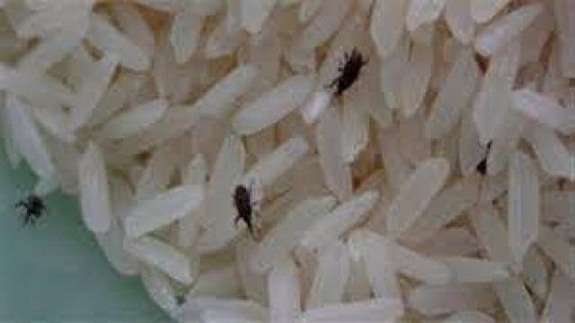 The Potential Health Risks of Rice: A Guide to Minimizing Toxins