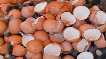 “وصفة خطيرة”…أفضل طريقة للأستخدام قشور البيض بكل أنواعها لعلاج العديد من الأمراض الخاصة بالعظام والجلد…!!!!