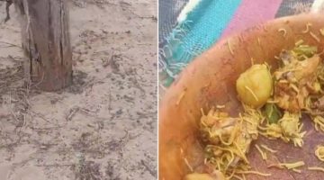 بالفيديو: شاهد ماذا فعل ثعبان كوبرا عندما تفاجأ بشباب سعوديين يتناولون الطعام في البر!!